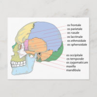 Human Skull Bone Namn-diagram
