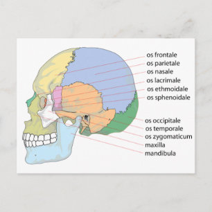 Human Skull Bone Namn-diagram Vykort