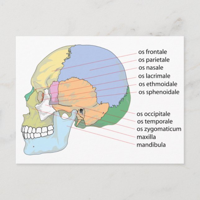Human Skull Bone Namn-diagram Vykort (Framsida)