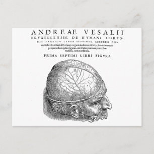 Human Skull Vykort