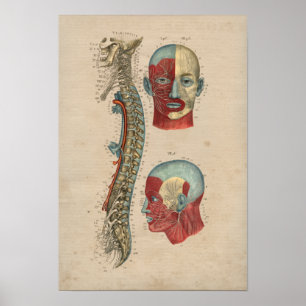 Human Spinal Nerves Anatomy 1841 Print Poster