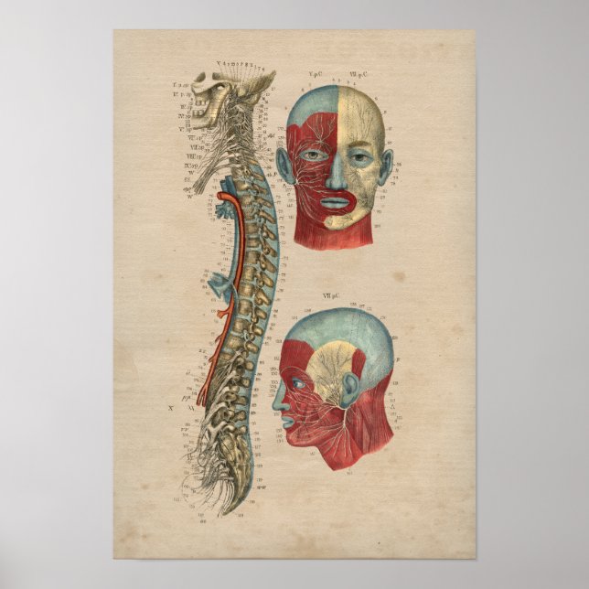 Human Spinal Nerves Anatomy 1841 Print Poster (Framsidan)