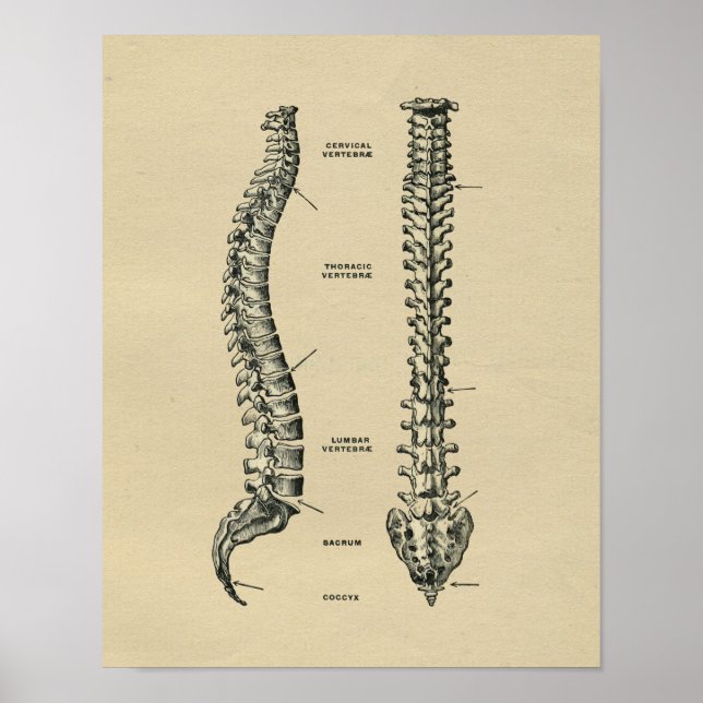 Human Spine Anatomy 1902 Vintage Print Poster (Framsidan)