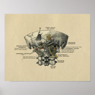 Human Spine Anatomy 1902 Vintage Print Poster