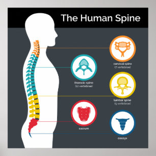 Human Spine Anatomy Diagram Poster