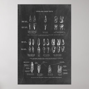 Human Teeth Anatomy Poster