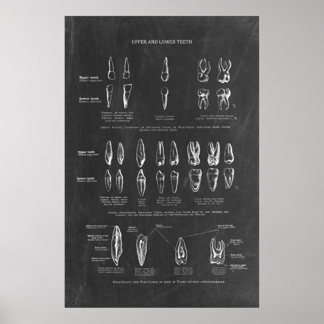 Human Teeth Anatomy Poster (Framsidan)