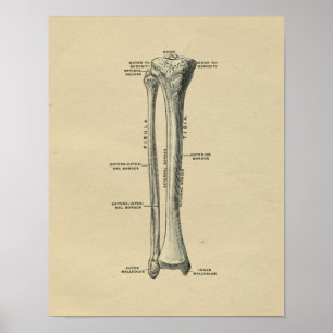 Human Tibia Anatomy 1902 Vintage Print Poster