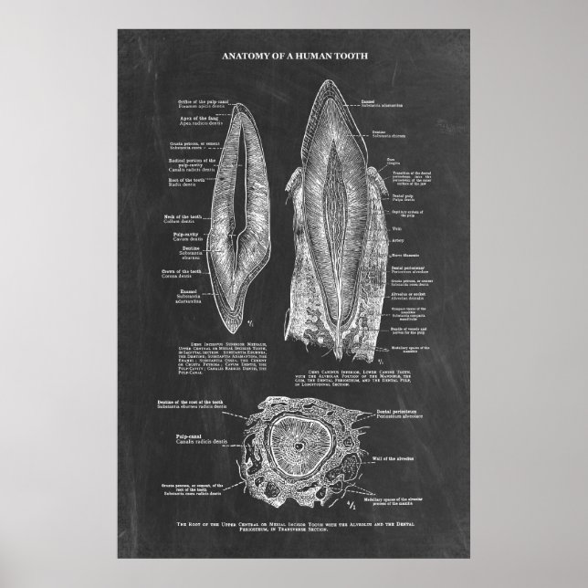 Human Tooth Anatomy Poster (Framsidan)