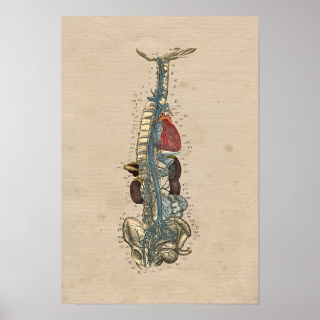 Human Veins Heart Anatomy 1841 Print Poster (Framsidan)