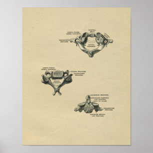 Human Vertebrae Anatomy 1902 Vintage Print Poster