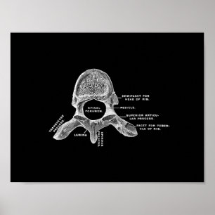 Human Vertebrae Anatomy in Black and White Print Poster