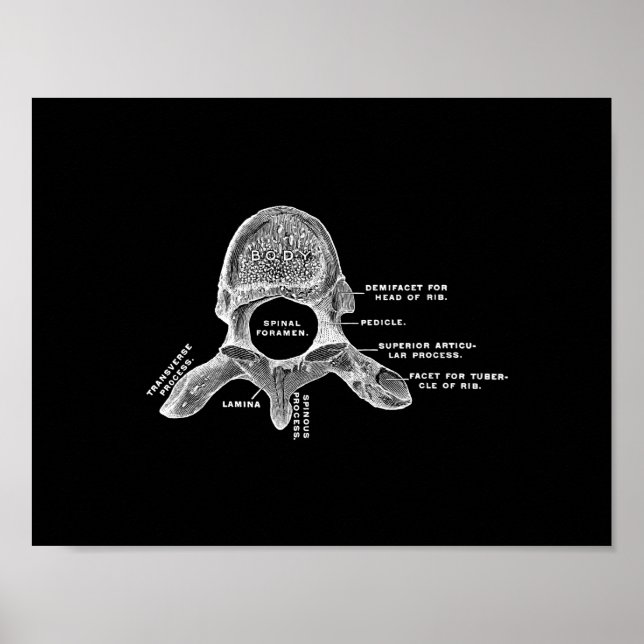Human Vertebrae Anatomy in Black and White Print Poster (Framsidan)