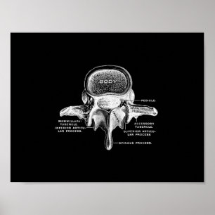 Human Vertebrae Anatomy in Black and White Print Poster