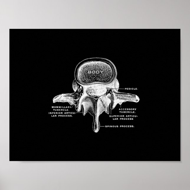 Human Vertebrae Anatomy in Black and White Print Poster (Framsidan)