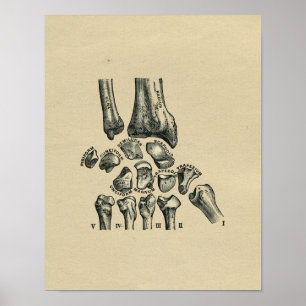 Human Wrist Anatomy 1902 Vintage Skriv ut Poster