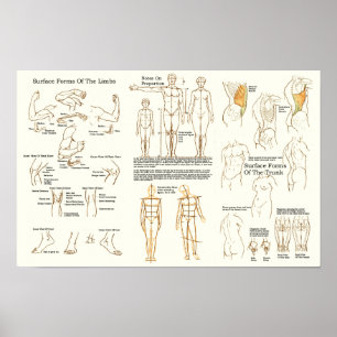 Human Yta Anatomy for Artists Chart Poster