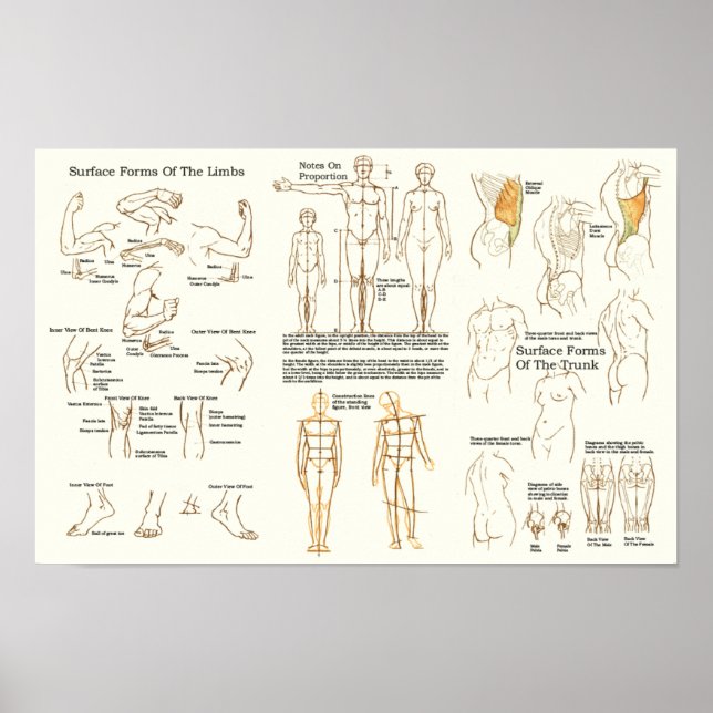 Human Yta Anatomy for Artists Chart Poster (Framsidan)