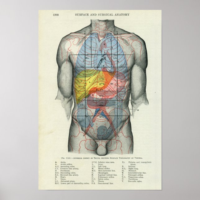 Human Yta Anatomy Relation till organ Poster (Framsidan)