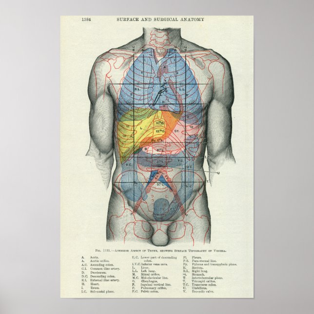 Human Yta Anatomy Relation till organ Poster (Framsidan)