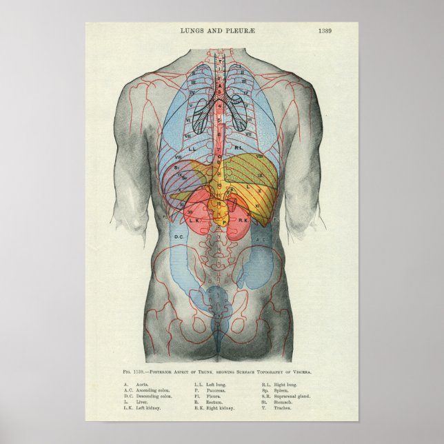 Human Yta Anatomy Relation till organ Poster (Framsidan)