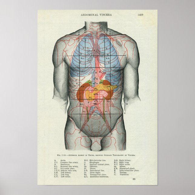 Human Yta Anatomy Relation till organ Poster (Framsidan)