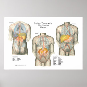 Human Yta Topography Anatomy Poster