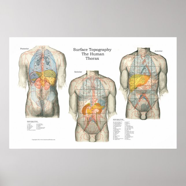 Human Yta Topography Anatomy Poster (Framsidan)