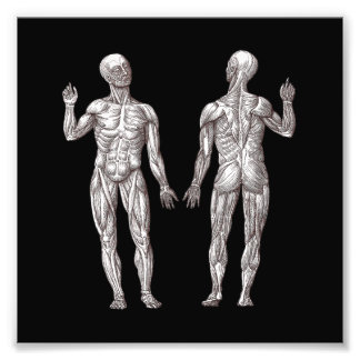 Humanatomi - Muskelsystemet Fototryck