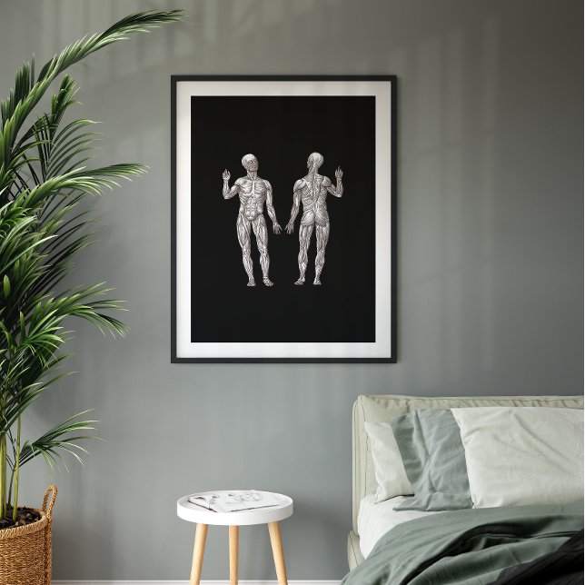 Humanatomi - Muskelsystemet Poster (Skapare uppladdad)