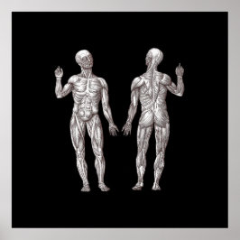 Humanatomi - Muskelsystemet Poster