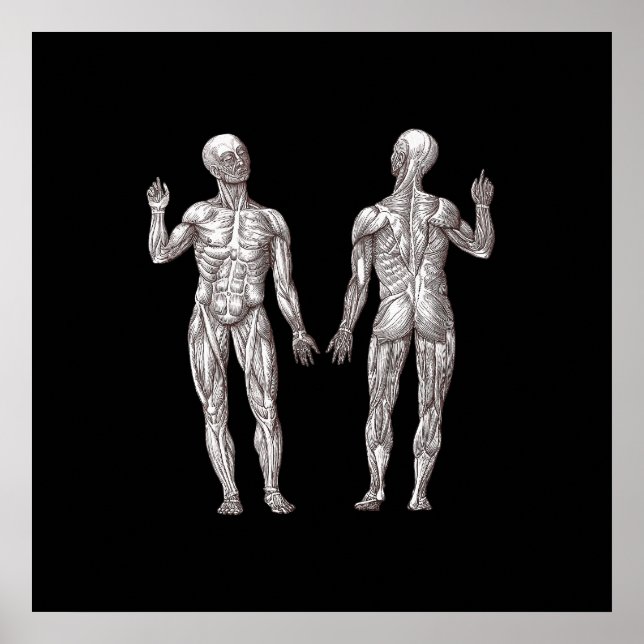 Humanatomi - Muskelsystemet Poster (Framsidan)