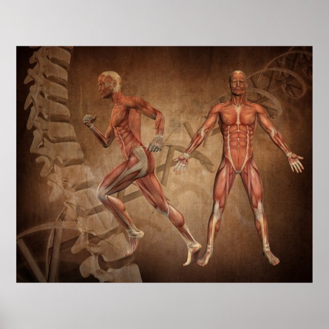 Humanatomi, ryggrad och DNA- strängar Poster (Framsidan)