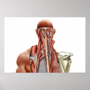 Humanatomi som visar djupa muskler i Nacke Poster