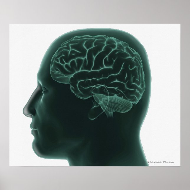 Humanhuvud i profil som visar hjärnan poster (Framsidan)