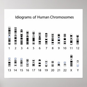 Humankromosomidiogram Poster