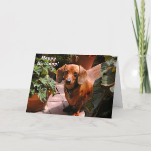 Humant Dachshund-födelsedagskort Kort
