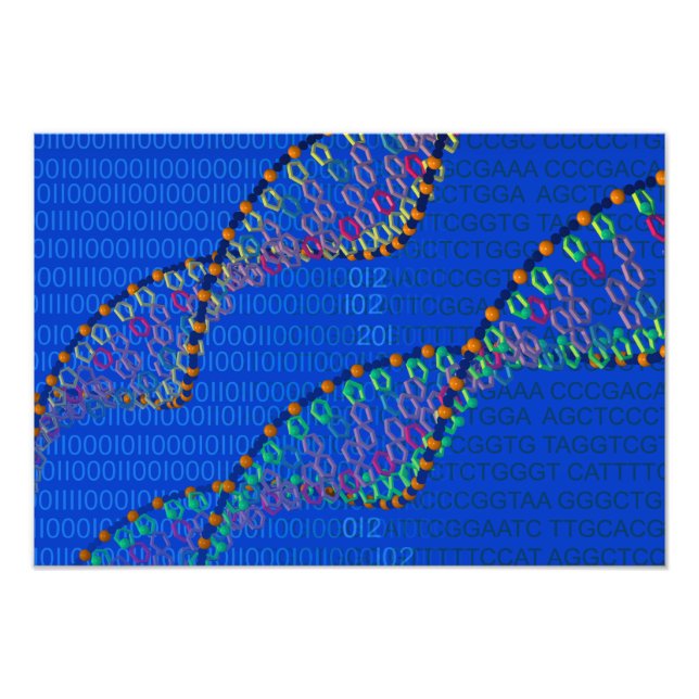 Humant DNA och syntetiskt DNA-poster Fototryck (Framsidan)