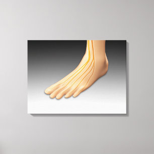 Humant fot med nervsystem 2 canvastryck