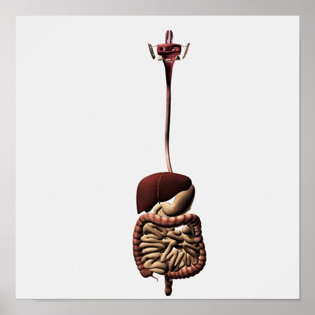 Humant matsmältningssystem 4 poster (Framsidan)