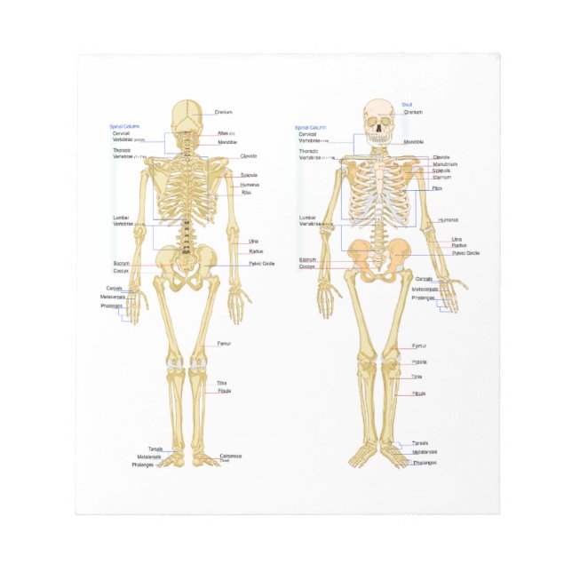 Humant Skeleton märkt anatomi diagram Anteckningsblock (Framsida)