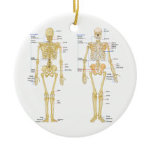 Humant Skeleton märkt anatomi diagram