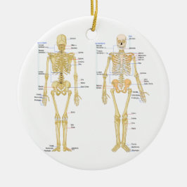 Humant Skeleton märkt anatomi diagram Julgransprydnad Keramik