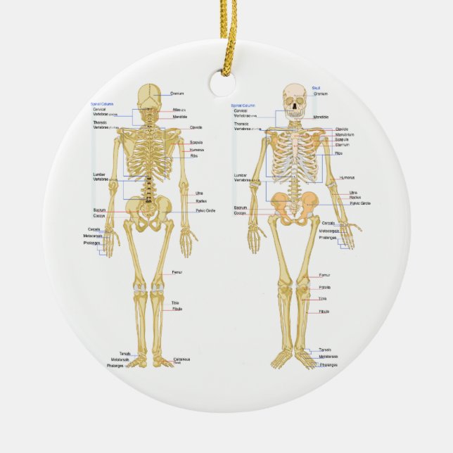 Humant Skeleton märkt anatomi diagram Julgransprydnad Keramik (Framsidan)