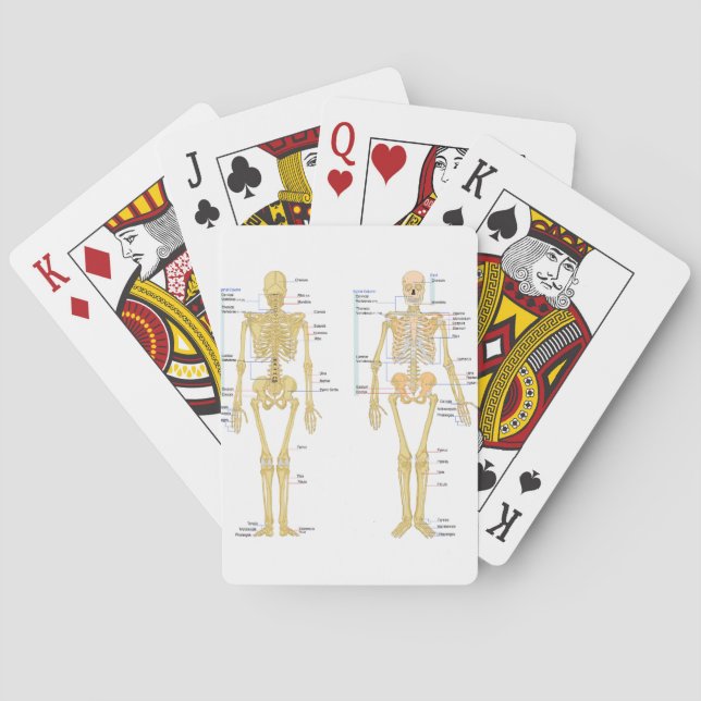 Humant Skeleton märkt anatomi diagram Kortlek (Baksidan)