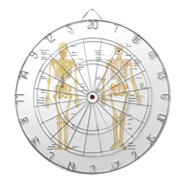 Humant Skeleton märkt anatomi diagram Piltavla (Framsidan)