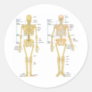 Humant Skeleton märkt anatomi diagram Runt Klistermärke