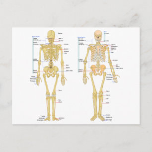 Humant Skeleton märkt anatomi diagram Vykort