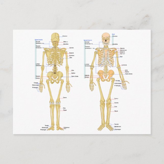 Humant Skeleton märkt anatomi diagram Vykort (Framsida)