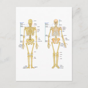 Humant Skeleton märkt anatomi diagram Vykort